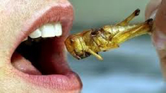 Photo d'insecte en bouche